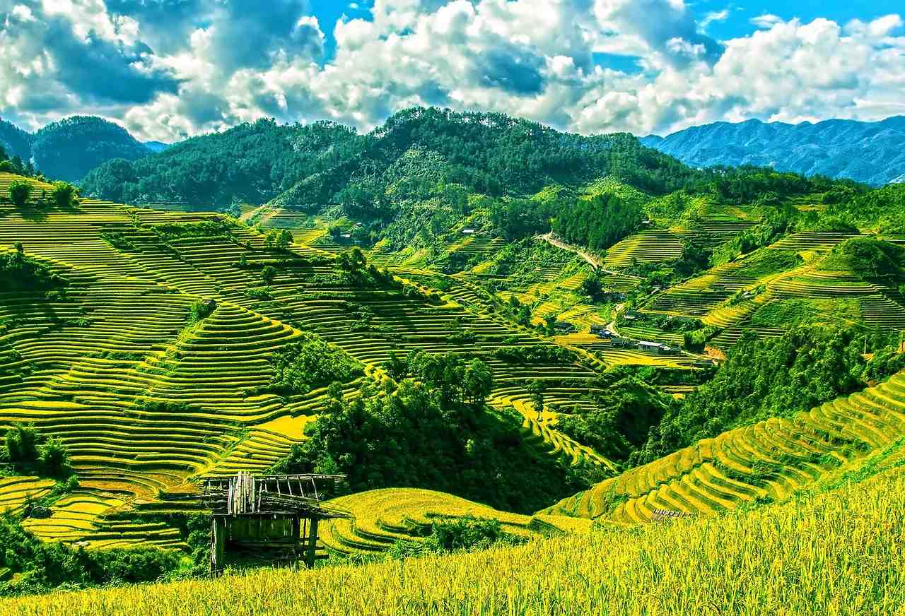 rizières en terrasses, champs de riz, mu cang chai