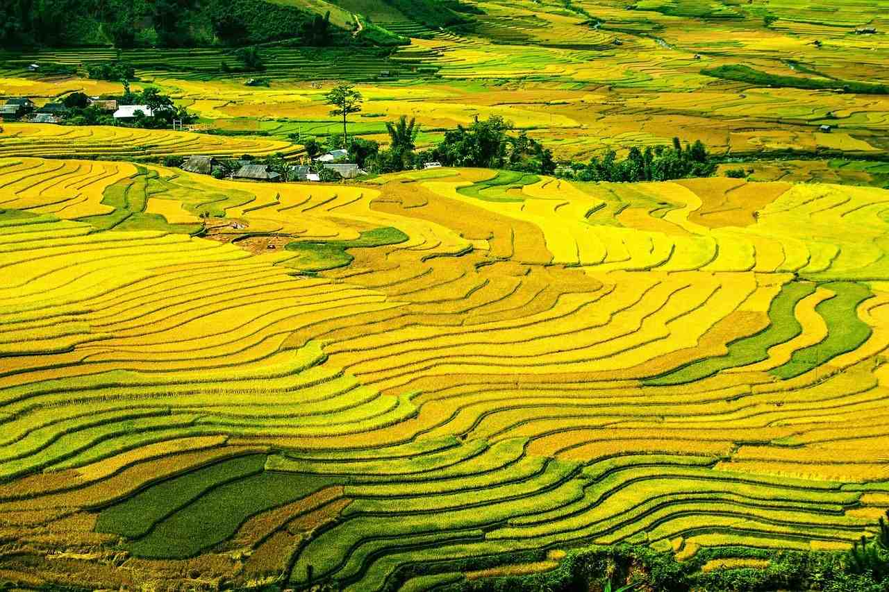 rizières en terrasses, champs de riz, paddy