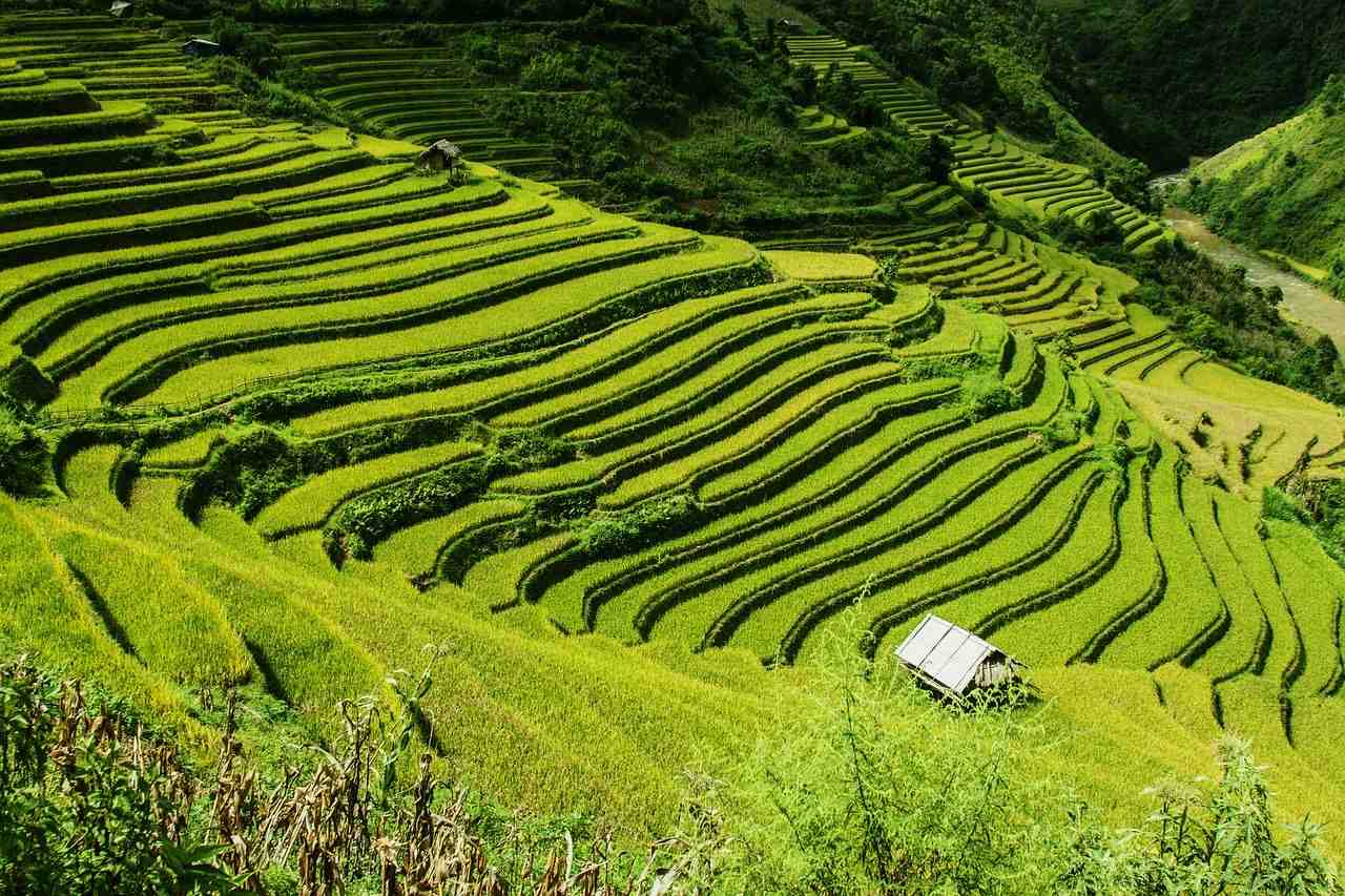 rizières en terrasses, champs de riz, mu cang chai